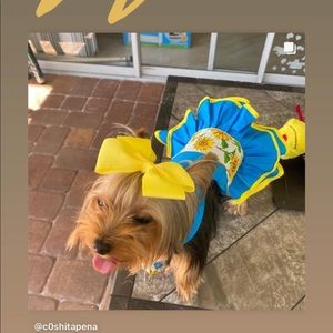 Dog dress sunflower 🌻